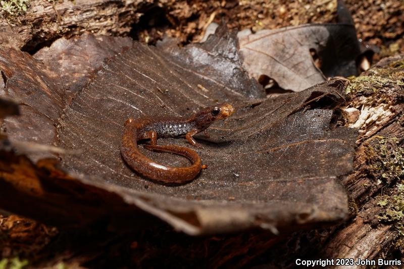 Four-toed Salamander (Hemidactylium scutatum)