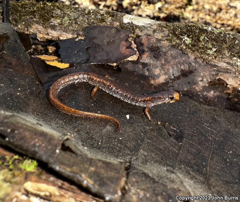 Four-toed Salamander (Hemidactylium scutatum)