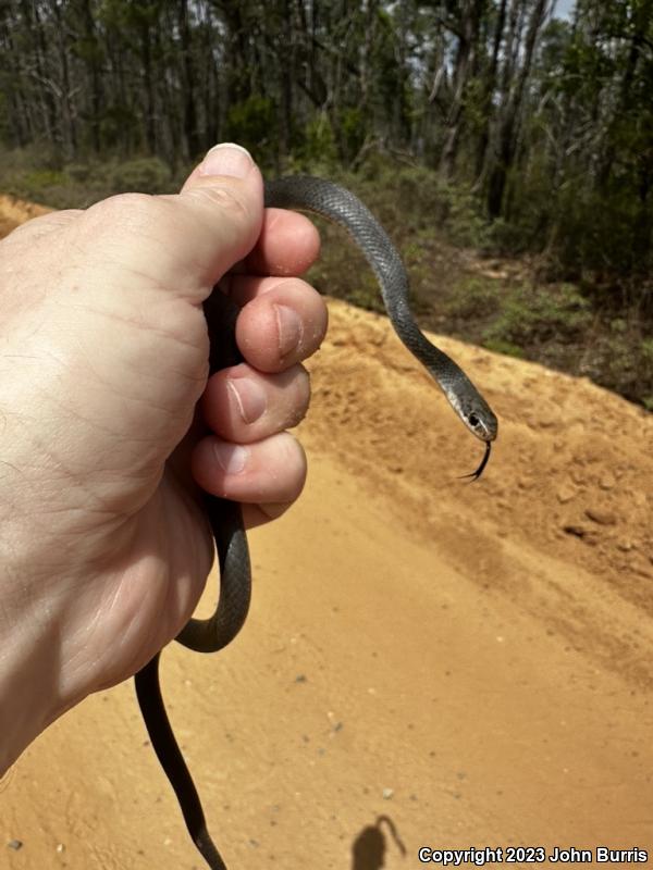 Southern Black Racer (Coluber constrictor priapus)