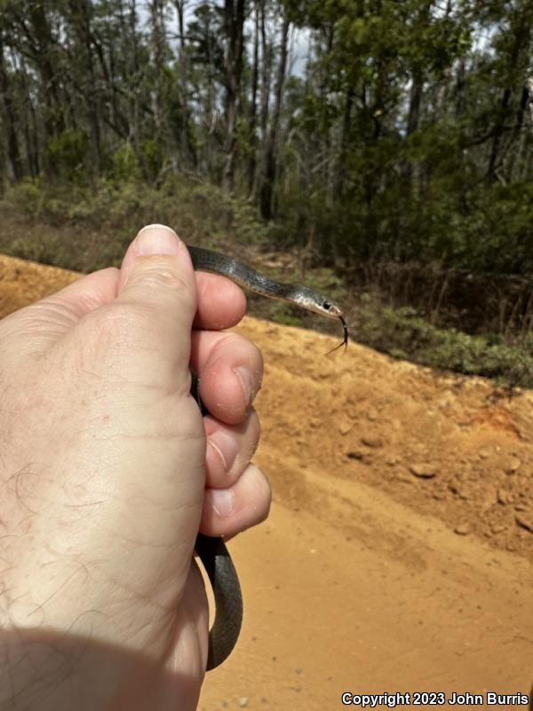 Southern Black Racer (Coluber constrictor priapus)