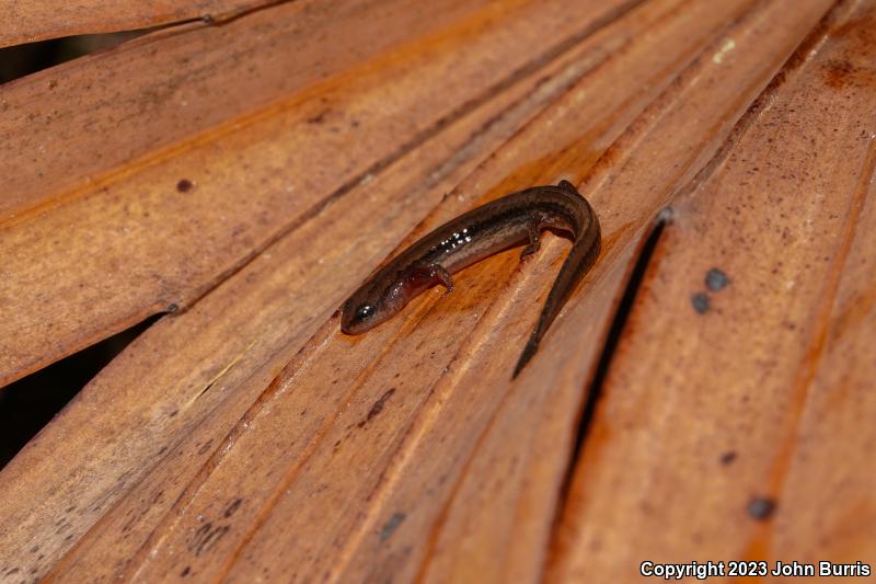 Dwarf Salamander (Eurycea quadridigitata)