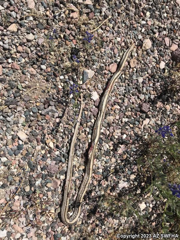 Desert Patch-nosed Snake (Salvadora hexalepis hexalepis)