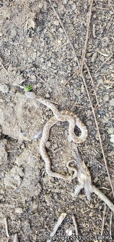 San Diego Nightsnake (Hypsiglena ochrorhyncha klauberi)