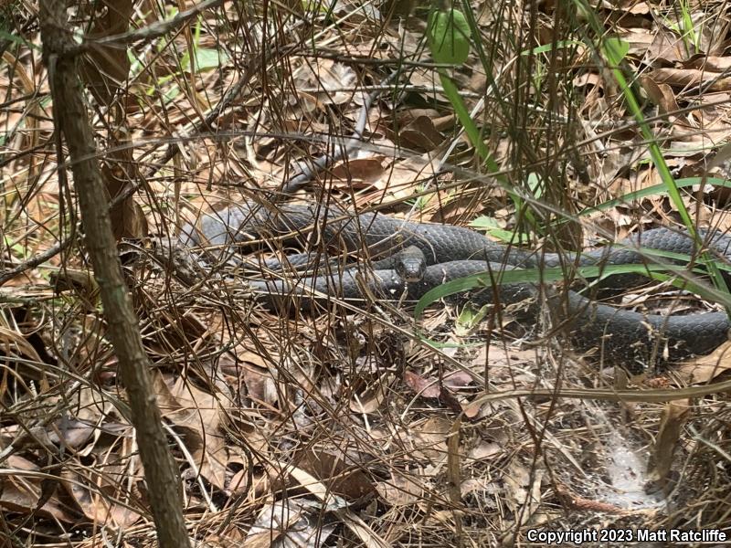 Southern Black Racer (Coluber constrictor priapus)