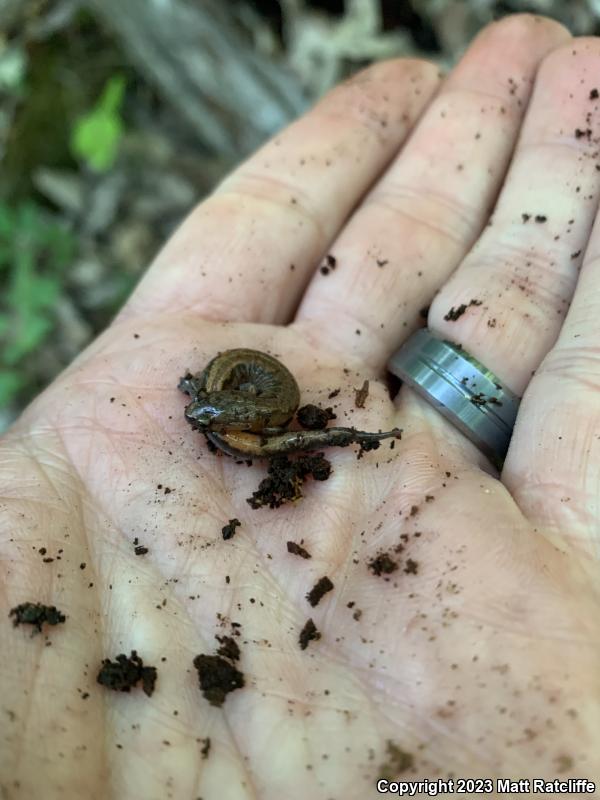 Webster's Salamander (Plethodon websteri)