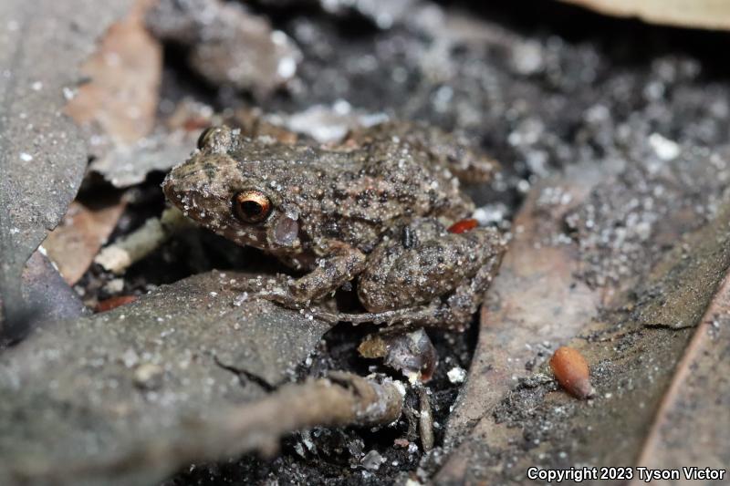 Greenhouse Frog (Eleutherodactylus planirostris)