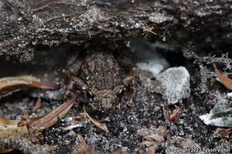 Greenhouse Frog (Eleutherodactylus planirostris)