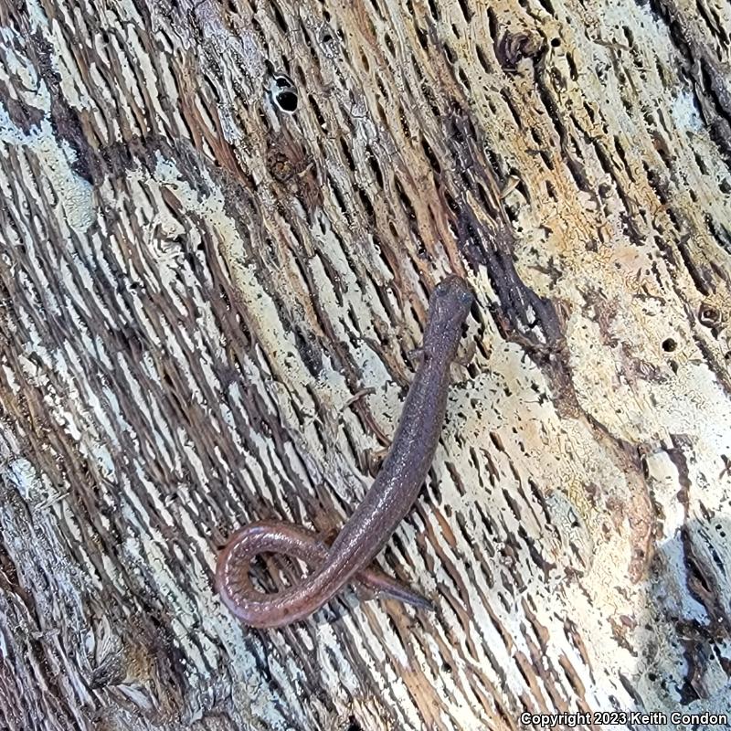 Garden Slender Salamander (Batrachoseps major major)