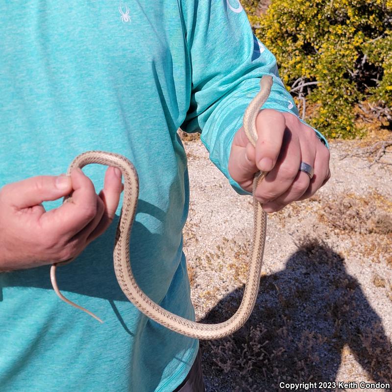 Desert Patch-nosed Snake (Salvadora hexalepis hexalepis)