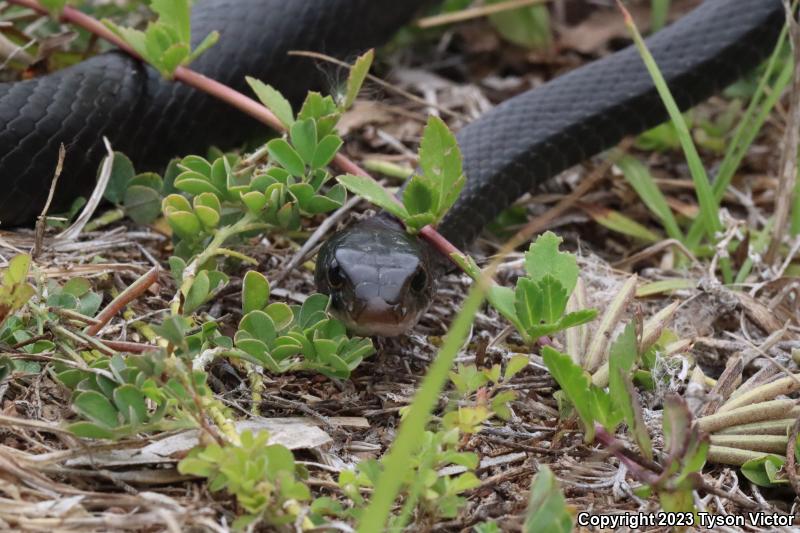 Southern Black Racer (Coluber constrictor priapus)