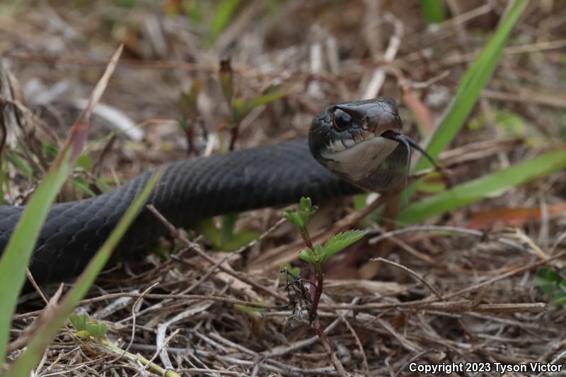 Southern Black Racer (Coluber constrictor priapus)