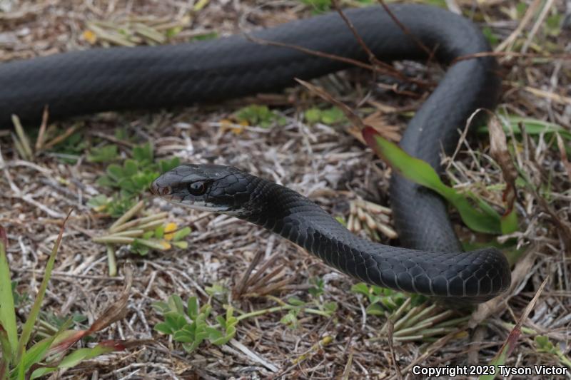 Southern Black Racer (Coluber constrictor priapus)