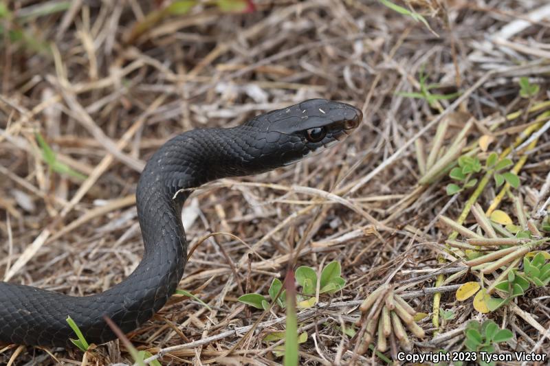 Southern Black Racer (Coluber constrictor priapus)