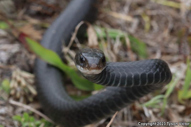 Southern Black Racer (Coluber constrictor priapus)