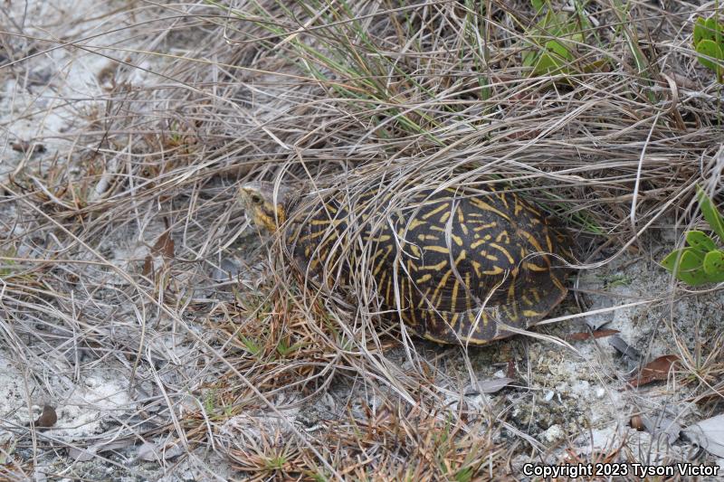 Florida Box Turtle (Terrapene carolina bauri)