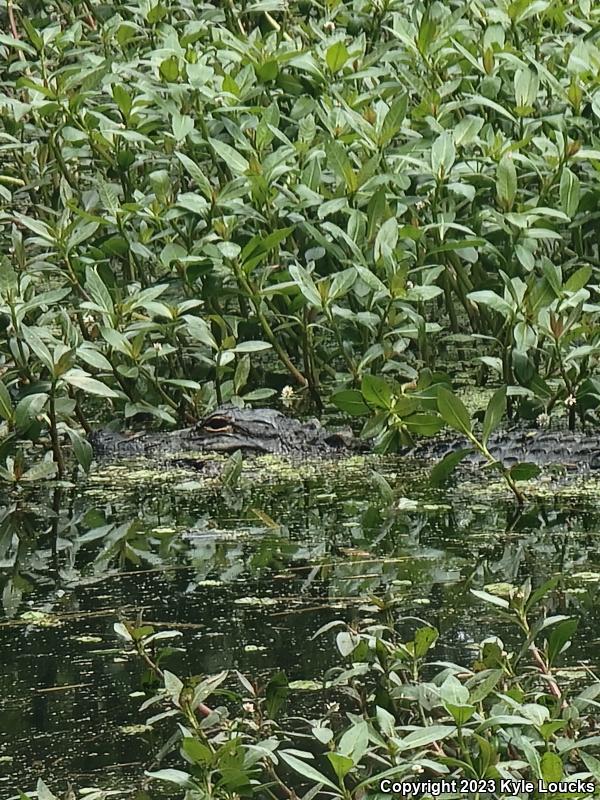 American Alligator (Alligator mississippiensis)