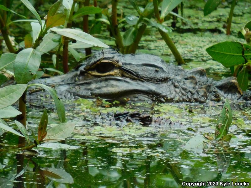 American Alligator (Alligator mississippiensis)