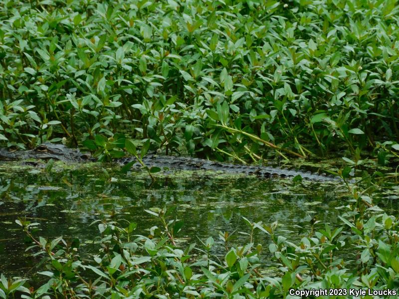 American Alligator (Alligator mississippiensis)