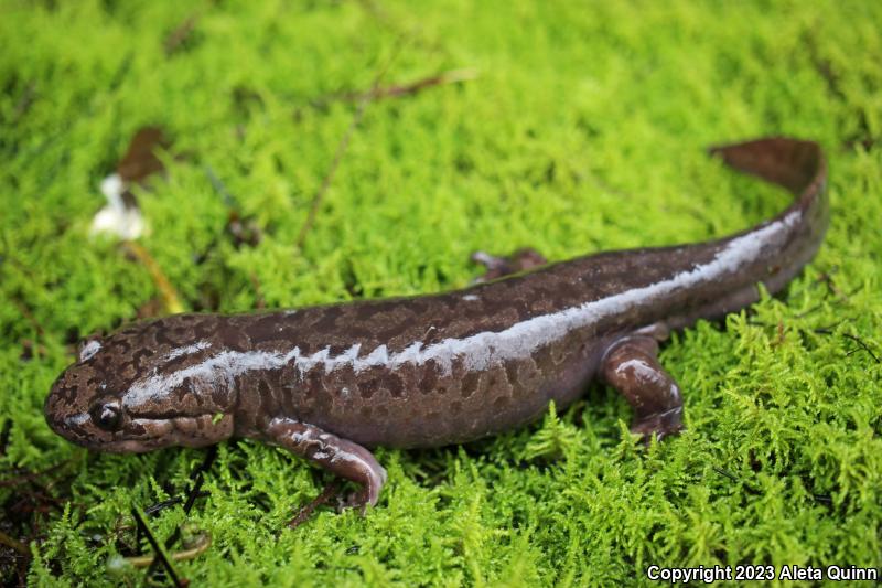 Coastal Giant Salamander (Dicamptodon tenebrosus)