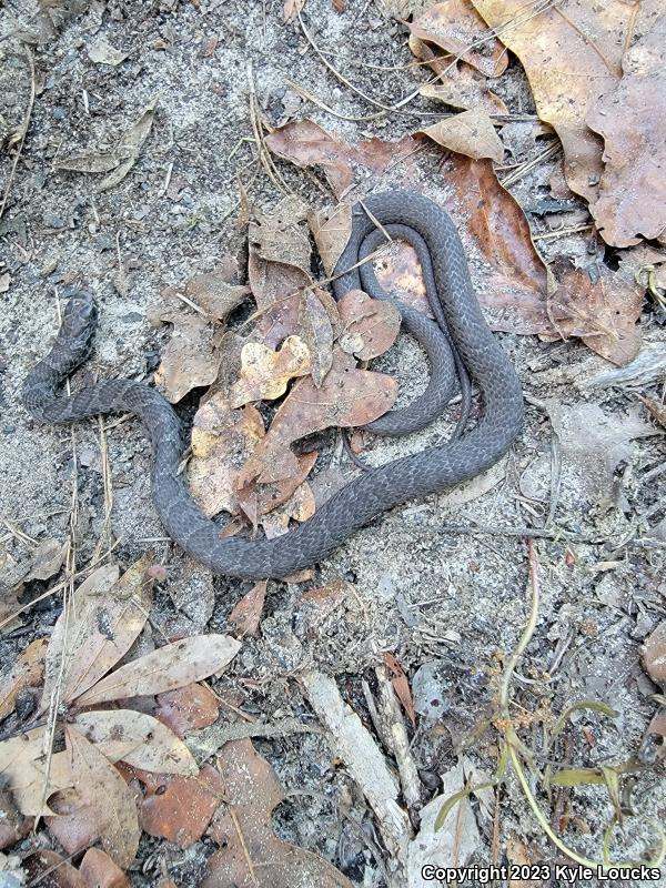 Southern Black Racer (Coluber constrictor priapus)