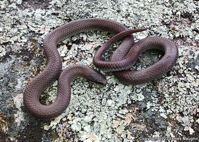 Forest Sharp-tailed Snake (Contia longicaudae)