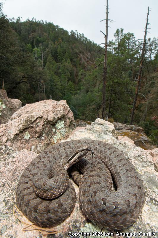 Western Twin-spotted Rattlesnake (Crotalus pricei pricei)