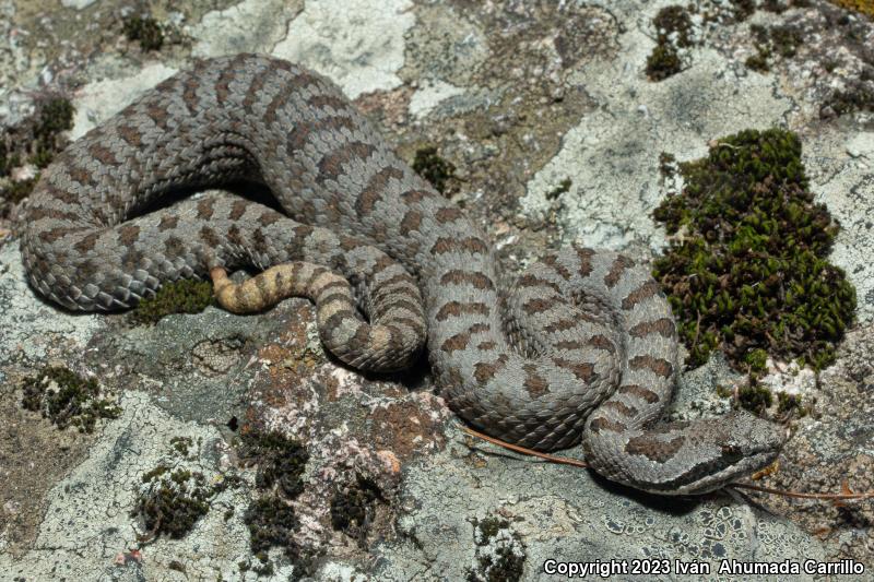 Western Twin-spotted Rattlesnake (Crotalus pricei pricei)