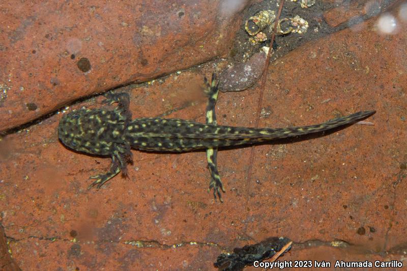 Common Tarahumara Salamander (Ambystoma rosaceum rosaceum)