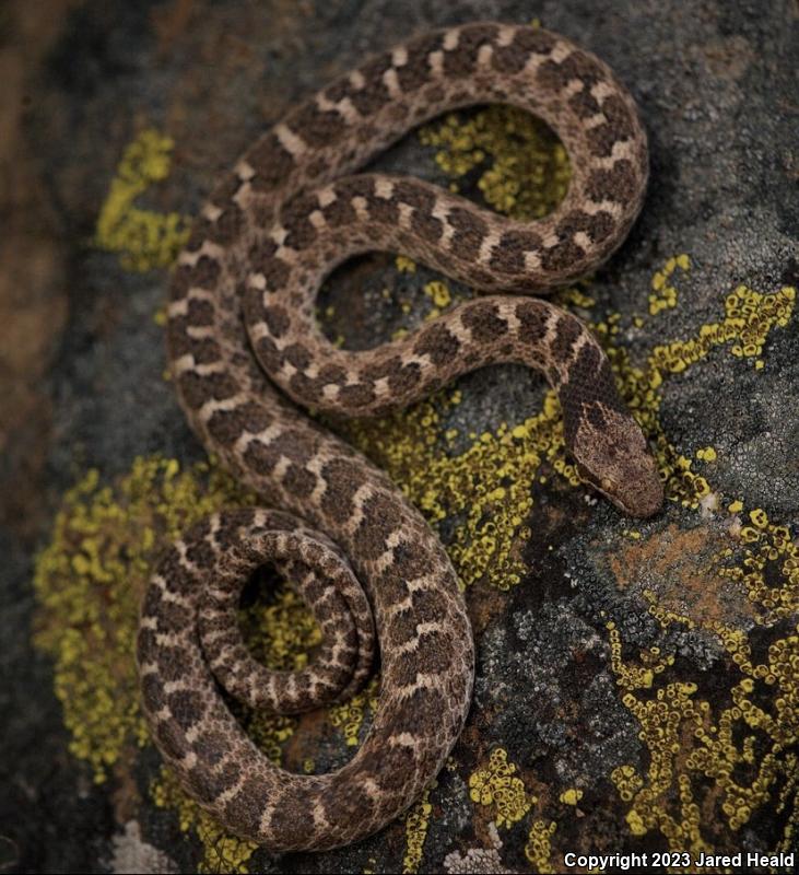 California Nightsnake (Hypsiglena ochrorhyncha nuchalata)