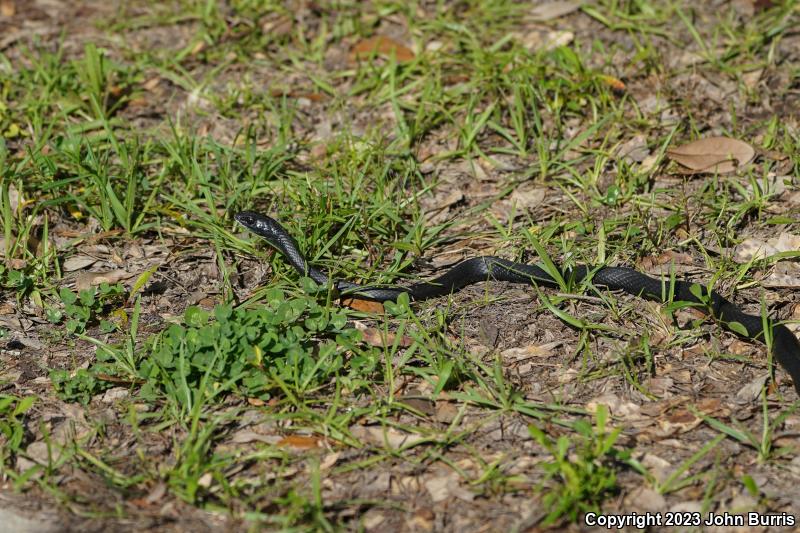 Southern Black Racer (Coluber constrictor priapus)