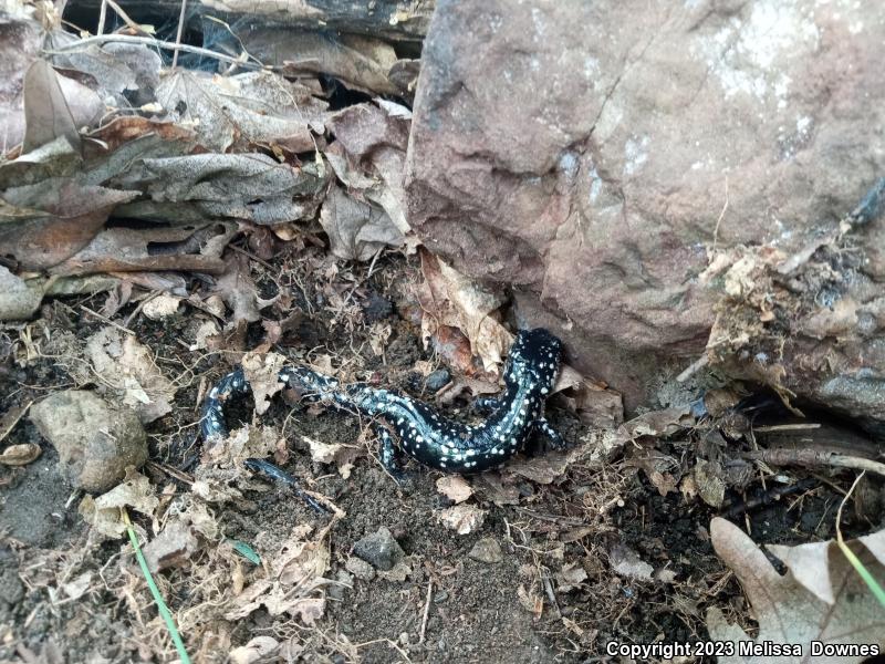 Northern Slimy Salamander (Plethodon glutinosus)