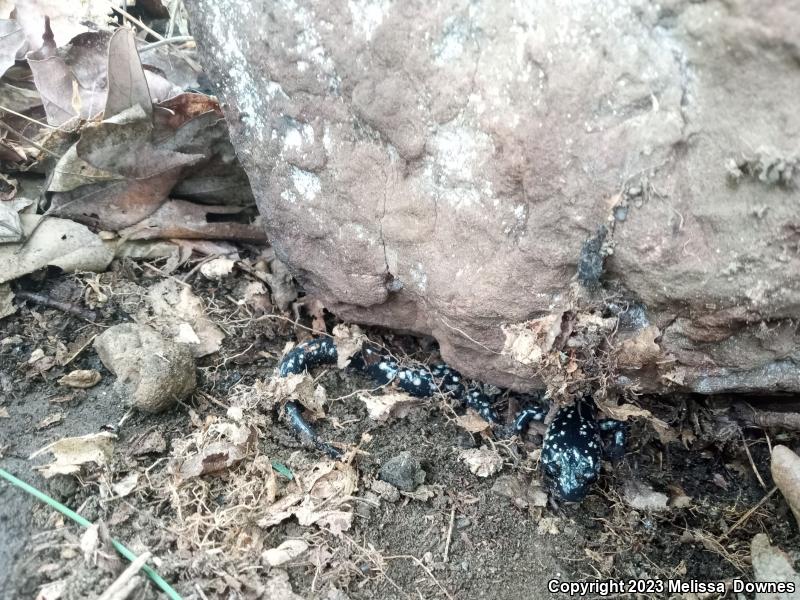 Northern Slimy Salamander (Plethodon glutinosus)