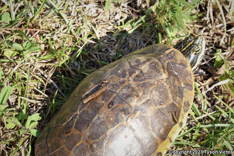Florida Chicken Turtle (Deirochelys reticularia chrysea)