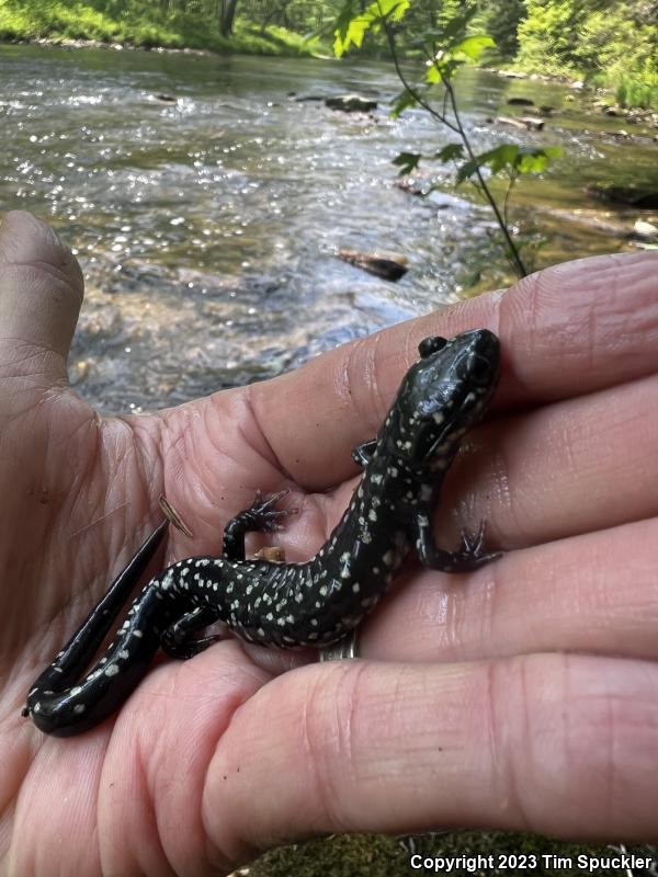 Northern Slimy Salamander (Plethodon glutinosus)