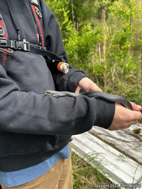 Southern Black Racer (Coluber constrictor priapus)