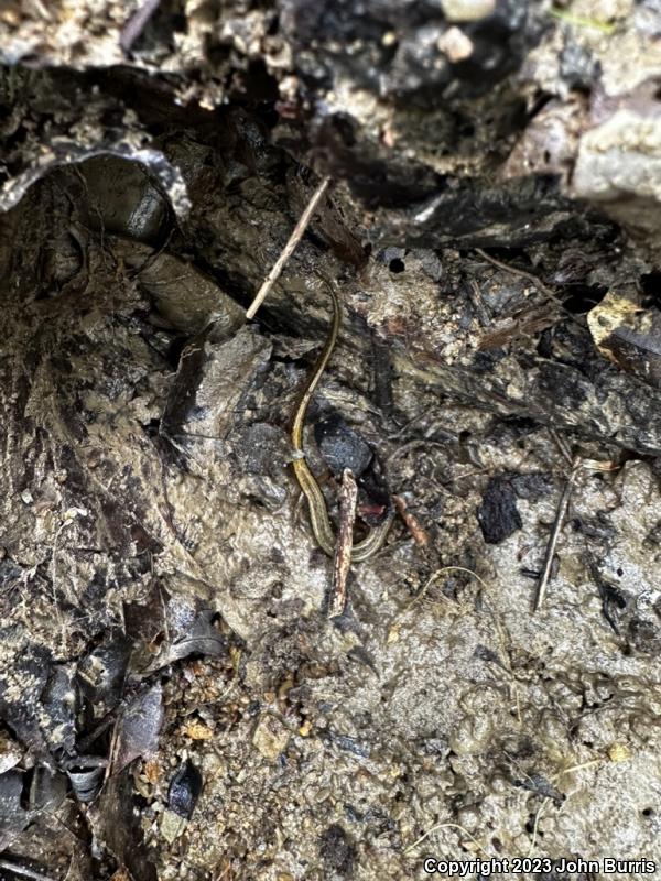 Southern Two-lined Salamander (Eurycea cirrigera)