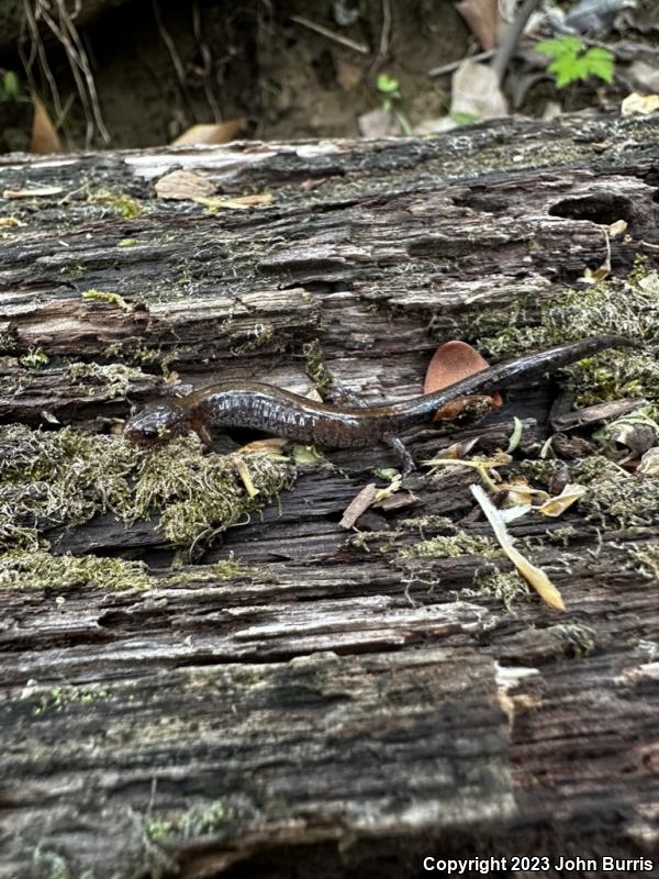 Northern Zigzag Salamander (Plethodon dorsalis)