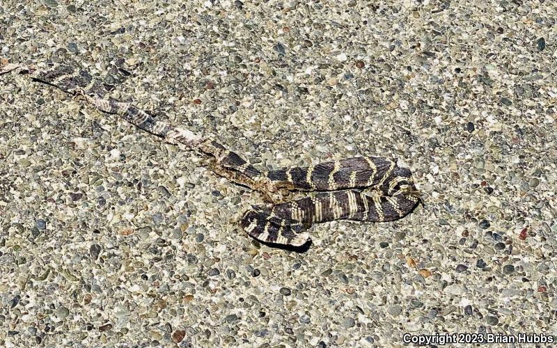 California Kingsnake (Lampropeltis getula californiae)