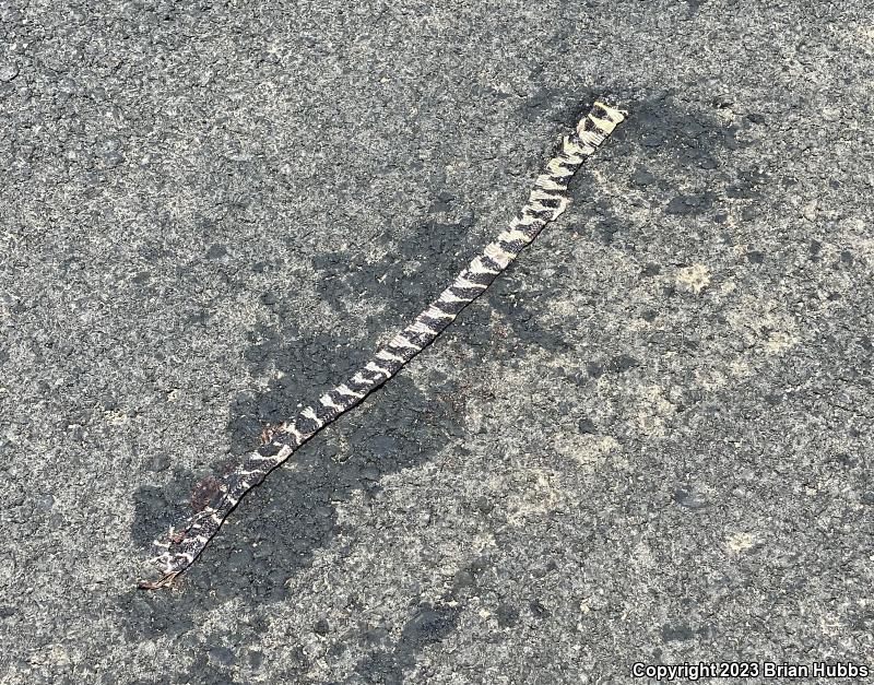 California Kingsnake (Lampropeltis getula californiae)