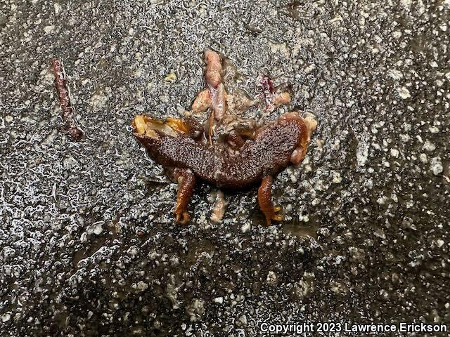 Pacific Newts (Taricha)