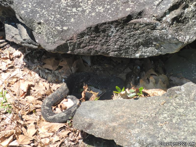 Timber Rattlesnake (Crotalus horridus)