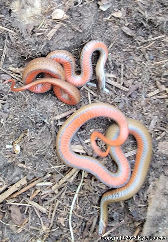 Northern Red-bellied Snake (Storeria occipitomaculata occipitomaculata)