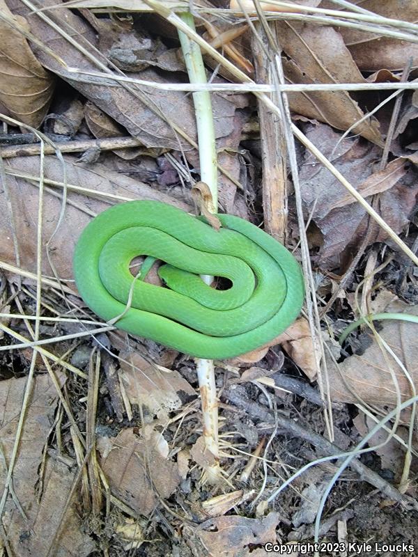 Eastern Smooth Greensnake (Opheodrys vernalis vernalis)