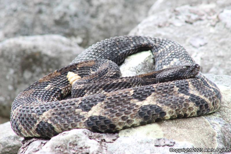 Timber Rattlesnake (Crotalus horridus)