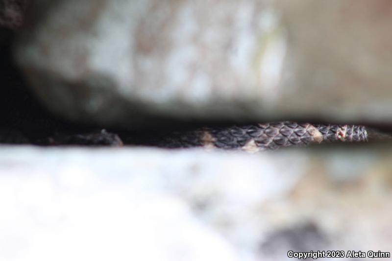 Timber Rattlesnake (Crotalus horridus)