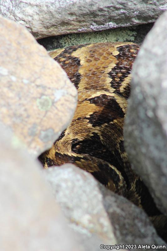 Timber Rattlesnake (Crotalus horridus)