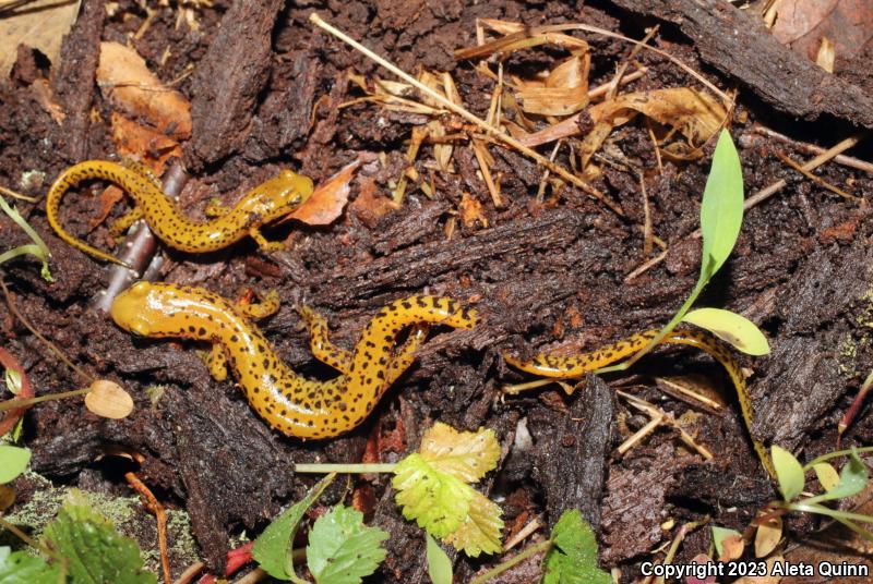 Long-tailed Salamander (Eurycea longicauda)