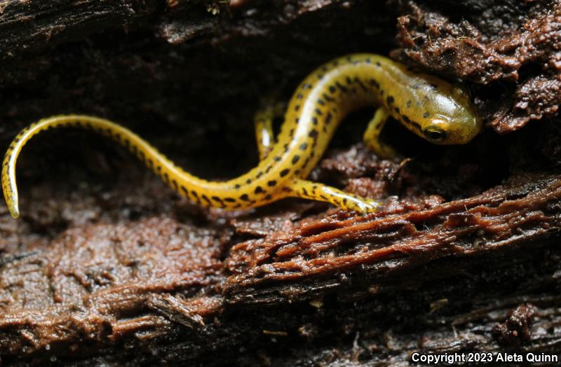 Long-tailed Salamander (Eurycea longicauda)