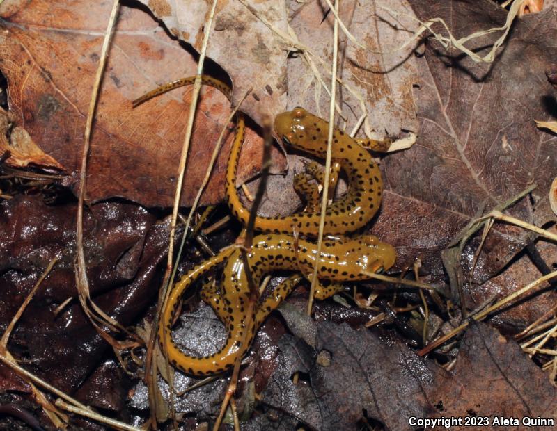 Long-tailed Salamander (Eurycea longicauda)