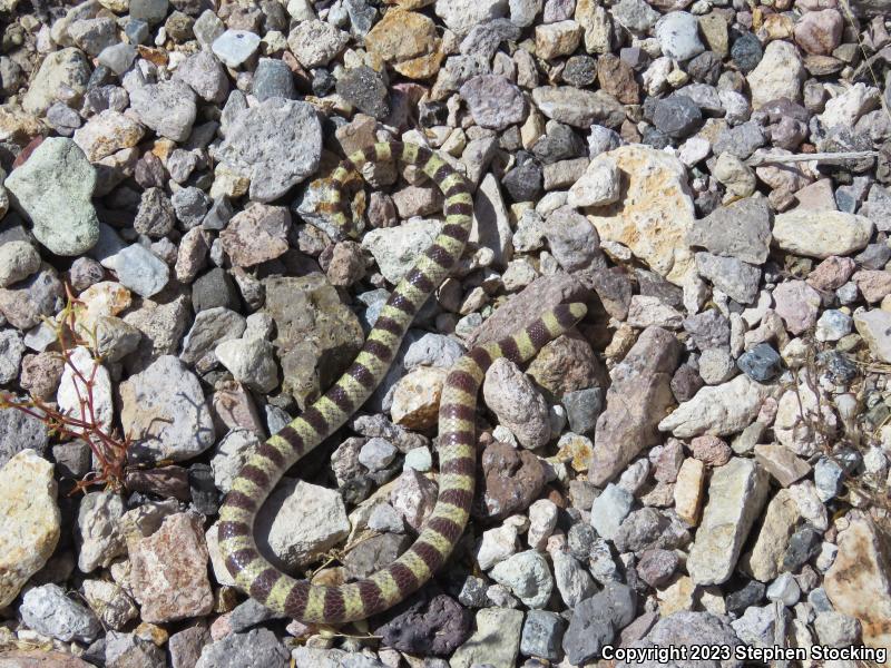 Nevada Shovel-nosed Snake (Chionactis occipitalis talpina)
